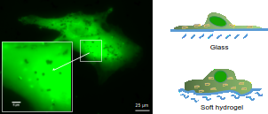 Cells grown on soft substrates take up more nanoparticles and exhibit a higher susceptibility to them at similar particle load.