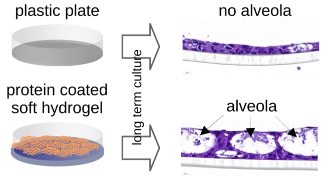 "Growing progenitor lung cells on soft hydrogels"