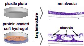 "Growing progenitor lung cells on soft hydrogels"